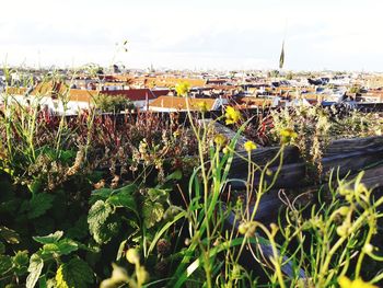 Plants against sky