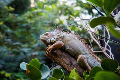 Close-up of a lizard on tree