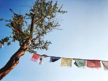 Low angle view of prayer flags hanging on tree against sky
