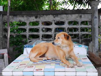 Dog looking away while sitting on plants