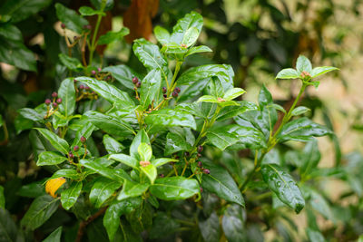 Close-up of green chili peppers plant