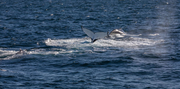 View of whale swimming in sea