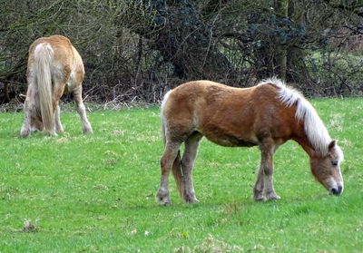 Horse grazing on field