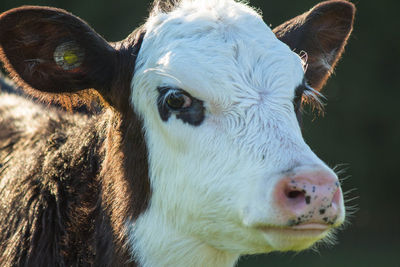 Close-up portrait of cow