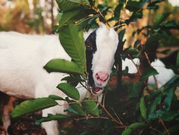 Close-up of a dog