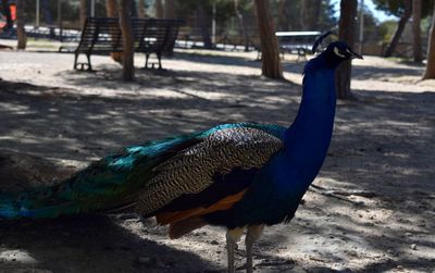 View of peacock on field