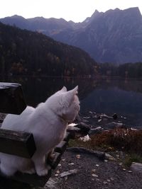 View of dog by lake