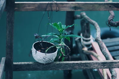 Close-up of potted plant