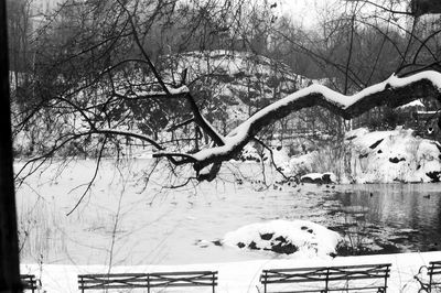 Bare tree on snow covered landscape