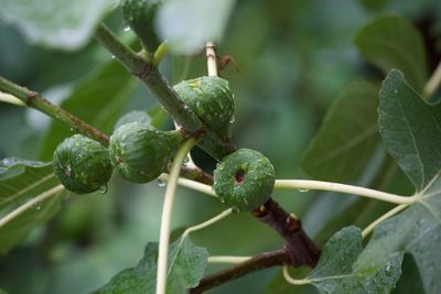 Close-up of fruit on plant