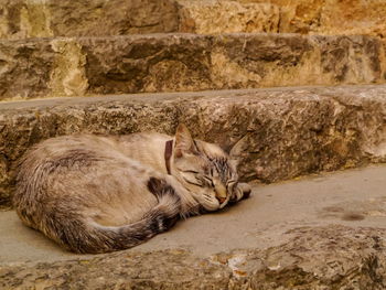 Cat sleeping on wall