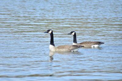 Birds in a lake