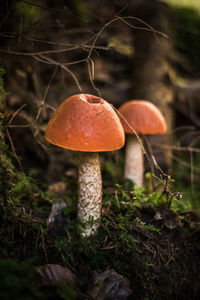 Close-up of mushroom growing on field