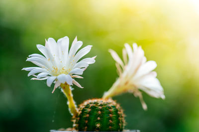 Close-up of white flowering plant