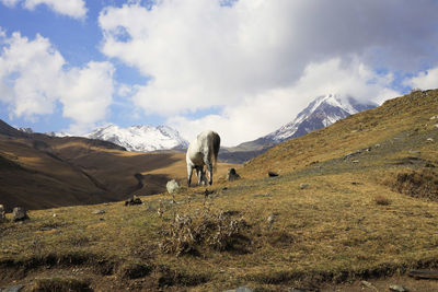 View of a horse on field