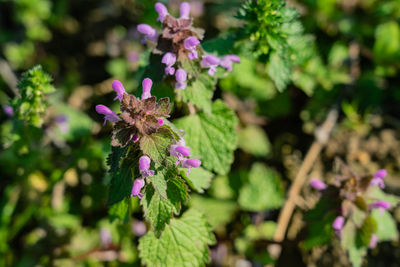 Close-up of pink flowering plant