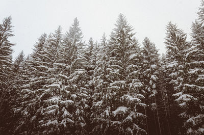 Pine trees in forest during winter