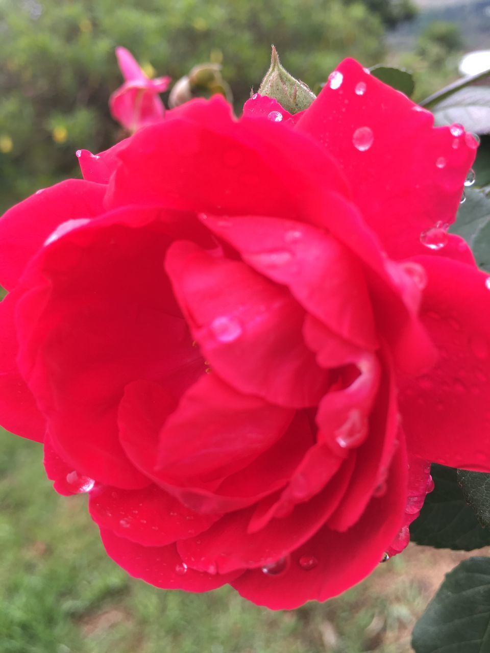 CLOSE UP OF RED ROSE FLOWER