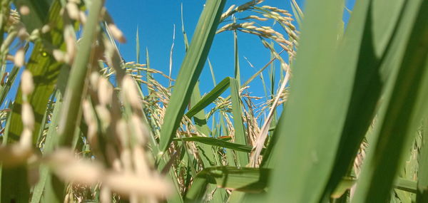 Close-up of crops growing on field against sky