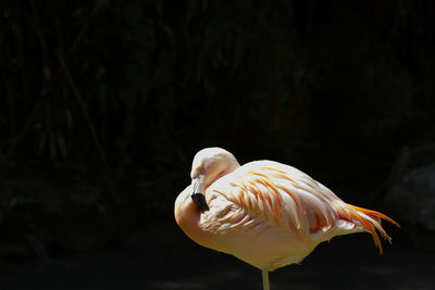 Close-up of white duck against black background