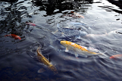 High angle view of koi carps swimming in lake