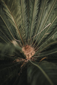 Close-up of plant