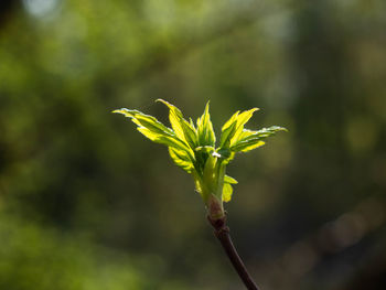 Close-up of plant
