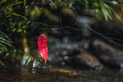 Close-up of red leaf in water