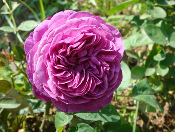 Close-up of pink flower