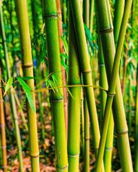 Close-up of bamboo plant on field