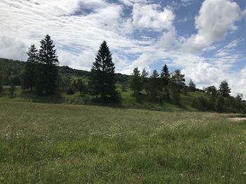 Trees on field against sky