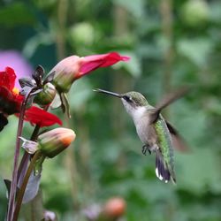 Hummingbird pollinating dahlias