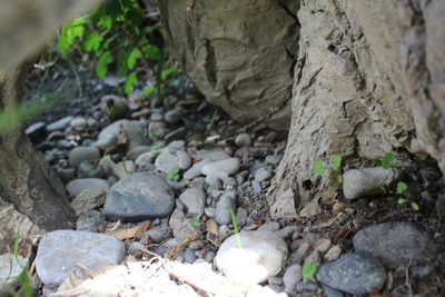 Close-up of lizard on rock