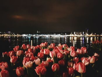 Pink flowering plants by lake against sky at night