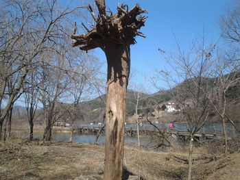 Bare trees on calm lake