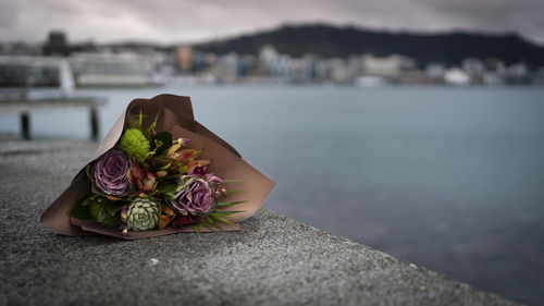 Close-up of flower on retaining wall by sea