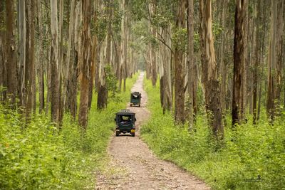Vehicles on road amidst trees in forest