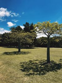 Trees on field against blue sky