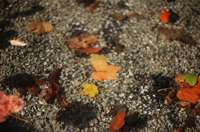 High angle view of autumn leaves on land