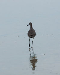 Bird in water