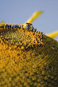 Close-up of bee pollinating on yellow flower