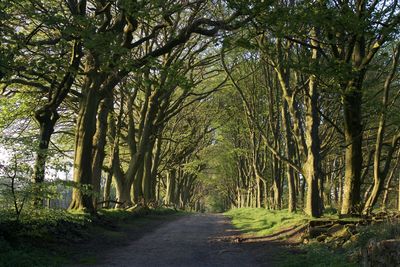 Dirt road amidst trees in forest