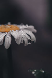 Close-up of raindrops on flower