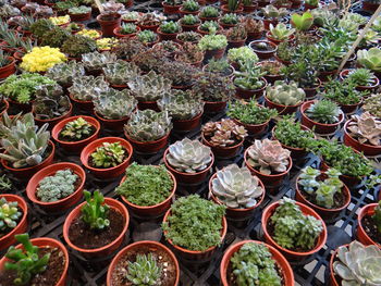 High angle view of potted plants for sale at market