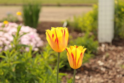 Close-up of yellow crocus flower on field