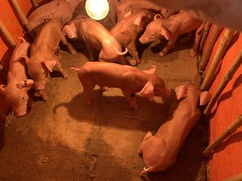 High angle view of piglets