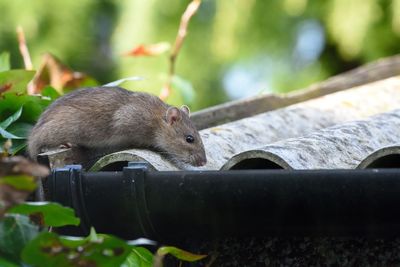 Close-up of rat on roof