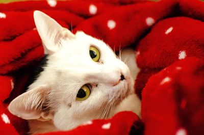 Close-up portrait of a dog