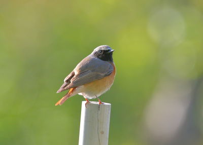 Close-up of bird perching on wooden post