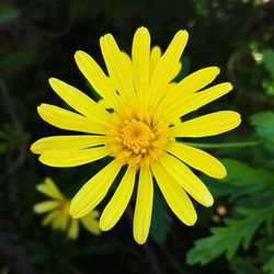 Close-up of yellow flower